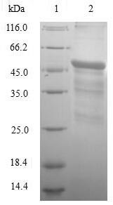 Greater than 90% as determined by SDS-PAGE.Recombinant Human Interferon Alpha-14 (IFNA14) Protein (GST)