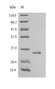 Greater than 90% as determined by SDS-PAGE.Recombinant Human Interferon Alpha-21 (IFNA21) Protein (His)