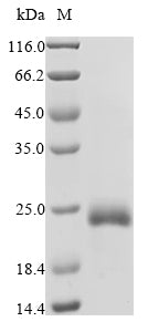 Greater than 90% as determined by SDS-PAGE.Recombinant Mouse Interferon Alpha-7 (IFNA7)