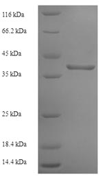 Greater than 90% as determined by SDS-PAGE.Recombinant Human Interferon Alpha/Beta Receptor 2 (IFNAR2) Protein (His-SUMO)