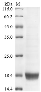 Greater than 90% as determined by SDS-PAGE.