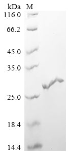 Greater than 90% as determined by SDS-PAGE.