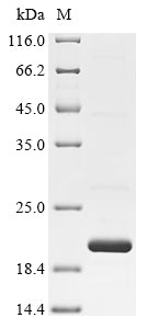 Greater than 85% as determined by SDS-PAGE.Recombinant Mesocricetus Auratus Interferon Gamma (IFNG) Protein (His)
