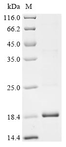 Greater than 85% as determined by SDS-PAGE.Recombinant Mesocricetus Auratus Interferon Gamma (IFNG) Protein (His&StrepII)
