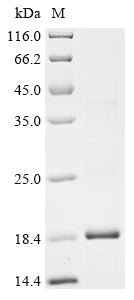 Greater than 85% as determined by SDS-PAGE.