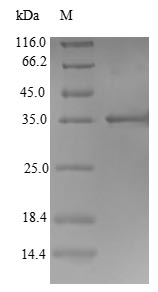 Greater than 90% as determined by SDS-PAGE.