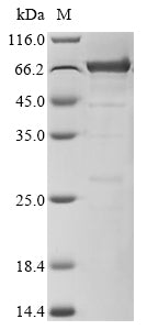 Greater than 85% as determined by SDS-PAGE.