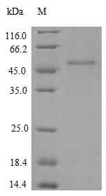 Greater than 90% as determined by SDS-PAGE.