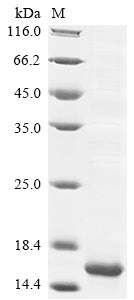 Greater than 85% as determined by SDS-PAGE.Recombinant Mouse Insulin-Like Growth Factor Ii (IGF2) Protein (His)