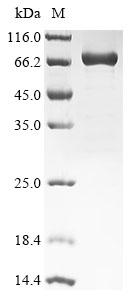 Greater than 85% as determined by SDS-PAGE.Recombinant Human Insulin-Like Growth Factor 2 Mrna-Binding Protein 3 (IGF2BP3) Protein (His)