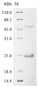 Greater than 90% as determined by SDS-PAGE.Recombinant Bovine Cation-Independent Mannose-6-Phosphate Receptor (IGF2R) Protein (His)