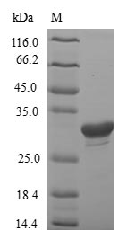 Greater than 90% as determined by SDS-PAGE.