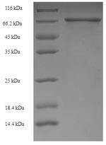 Greater than 90% as determined by SDS-PAGE.