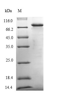 Greater than 85% as determined by SDS-PAGE.