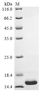 Greater than 90% as determined by SDS-PAGE.Recombinant Human Immunoglobulin Lambda Constant 1 (IGLC1) Protein (His)