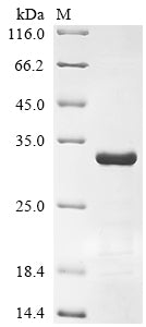 Greater than 85% as determined by SDS-PAGE.