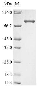 Greater than 85% as determined by SDS-PAGE.Recombinant Mouse Zinc Finger Protein Helios (IKZF2) Protein (His&Myc)