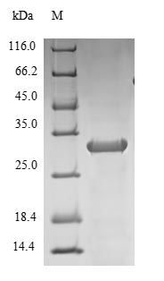 Greater than 90% as determined by SDS-PAGE.Recombinant Rhesus Macaque Interleukin-10 (IL10) Protein (His-B2M)