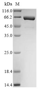 Greater than 85% as determined by SDS-PAGE.