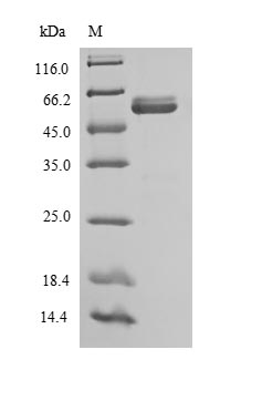 Greater than 90% as determined by SDS-PAGE.