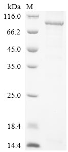 Greater than 85% as determined by SDS-PAGE.