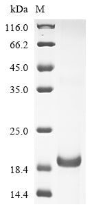 Greater than 90% as determined by SDS-PAGE.