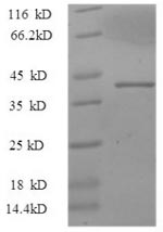 Greater than 90% as determined by SDS-PAGE.Recombinant Macaca Mulatta Uncharacterized Protein (IL17A) Protein (GST)