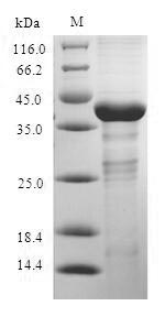 Greater than 90% as determined by SDS-PAGE.