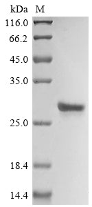 Greater than 85% as determined by SDS-PAGE.Recombinant Mouse Interleukin-18 (IL18) Protein (His)