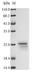 Greater than 90% as determined by SDS-PAGE.