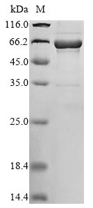 Greater than 85% as determined by SDS-PAGE.