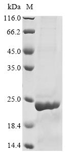 Greater than 85% as determined by SDS-PAGE.