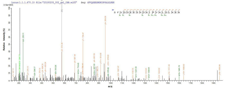 Based on the SEQUEST from database of E.coli host and target protein, the LC-MS/MS Analysis result of this product could indicate that this peptide derived from E.coli-expressed Homo sapiens (Human) IL1B.Recombinant Human Interleukin-1 Beta (IL1B) Protein (His-SUMO)