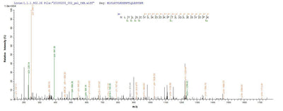 Based on the SEQUEST from database of E.coli host and target protein, the LC-MS/MS Analysis result of this product could indicate that this peptide derived from E.coli-expressed Homo sapiens (Human) IL1B.Recombinant Human Interleukin-1 Beta (IL1B) Protein (His-SUMO)