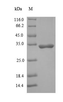Greater than 90% as determined by SDS-PAGE.Recombinant Human Interleukin-1 Beta (IL1B) Protein (His-SUMO)