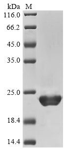 Greater than 90% as determined by SDS-PAGE.