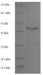 Greater than 90% as determined by SDS-PAGE.