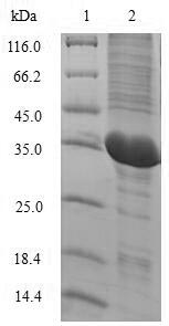 Greater than 90% as determined by SDS-PAGE.
