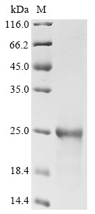 Greater than 85% as determined by SDS-PAGE.Recombinant Dog Interleukin-33 (IL33) Protein (His)