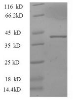 Greater than 90% as determined by SDS-PAGE.Recombinant Sus Scrofa Interleukin-33 (IL33) Protein (GST)