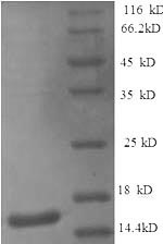 Greater than 90% as determined by SDS-PAGE.