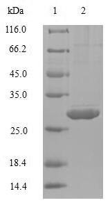 Greater than 90% as determined by SDS-PAGE.