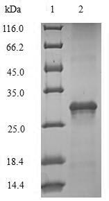 Greater than 90% as determined by SDS-PAGE.