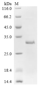 Greater than 85% as determined by SDS-PAGE.Recombinant Human Interleukin-4 Receptor Subunit Alpha (IL4R) Protein (His)