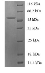 Greater than 90% as determined by SDS-PAGE.