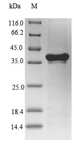 Greater than 90% as determined by SDS-PAGE.