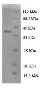 Greater than 90% as determined by SDS-PAGE.Recombinant Dog Interleukin-8 (CXCL8) Protein (GST)