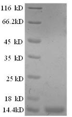 Greater than 90% as determined by SDS-PAGE.