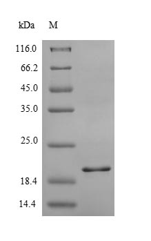 Greater than 90% as determined by SDS-PAGE.Recombinant Human C-X-C Chemokine Receptor Type 2 (CXCR2) Protein (His-SUMO)
