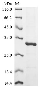 Greater than 85% as determined by SDS-PAGE.